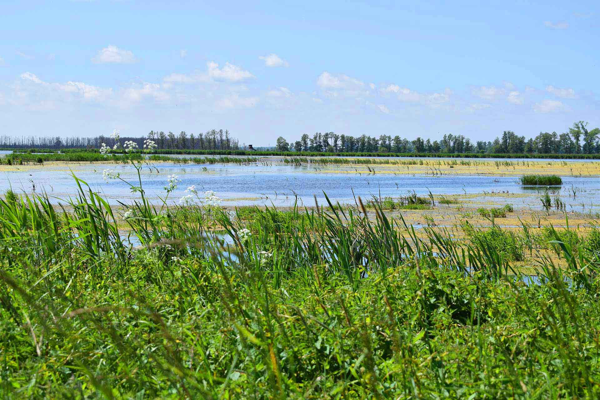 Sandweg durch lichten Wald zum Peenestrom