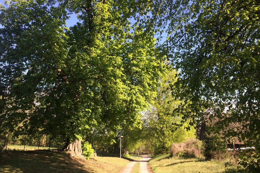 Grüne Baumallee im Frühjahr