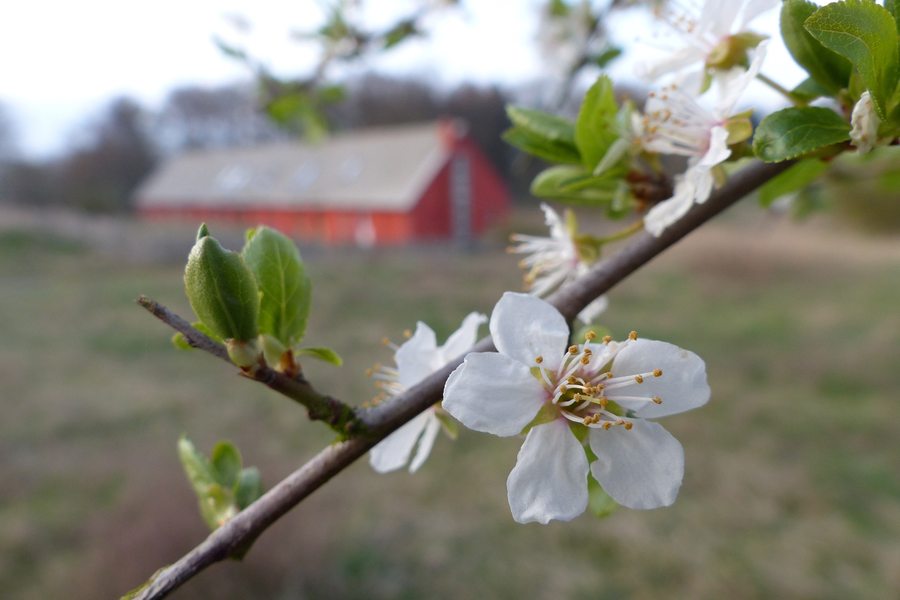 Blüte vor dem Haus